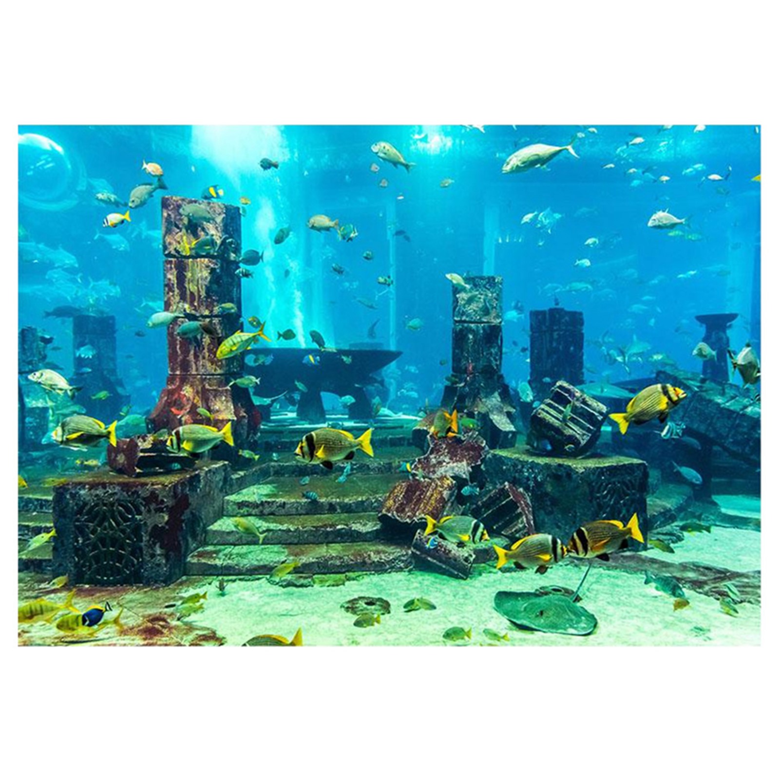 ZK20 Coral Aquarium Background - đánh giá và giá Aquarium Fish Poster