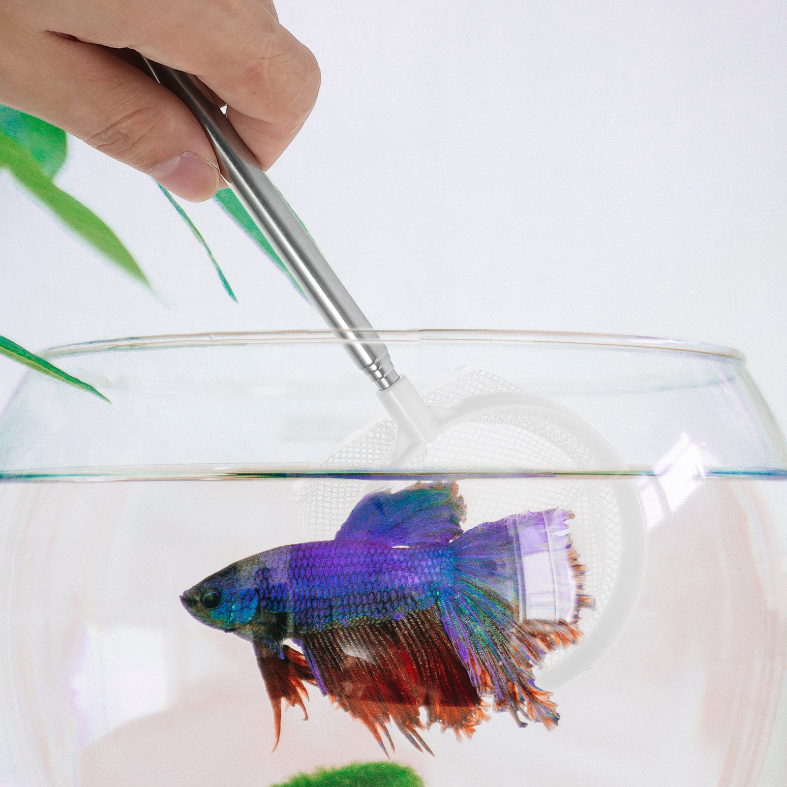 Stainless Steel Telescopic Aqu - đánh giá và giá Aquarium Fish Net Small