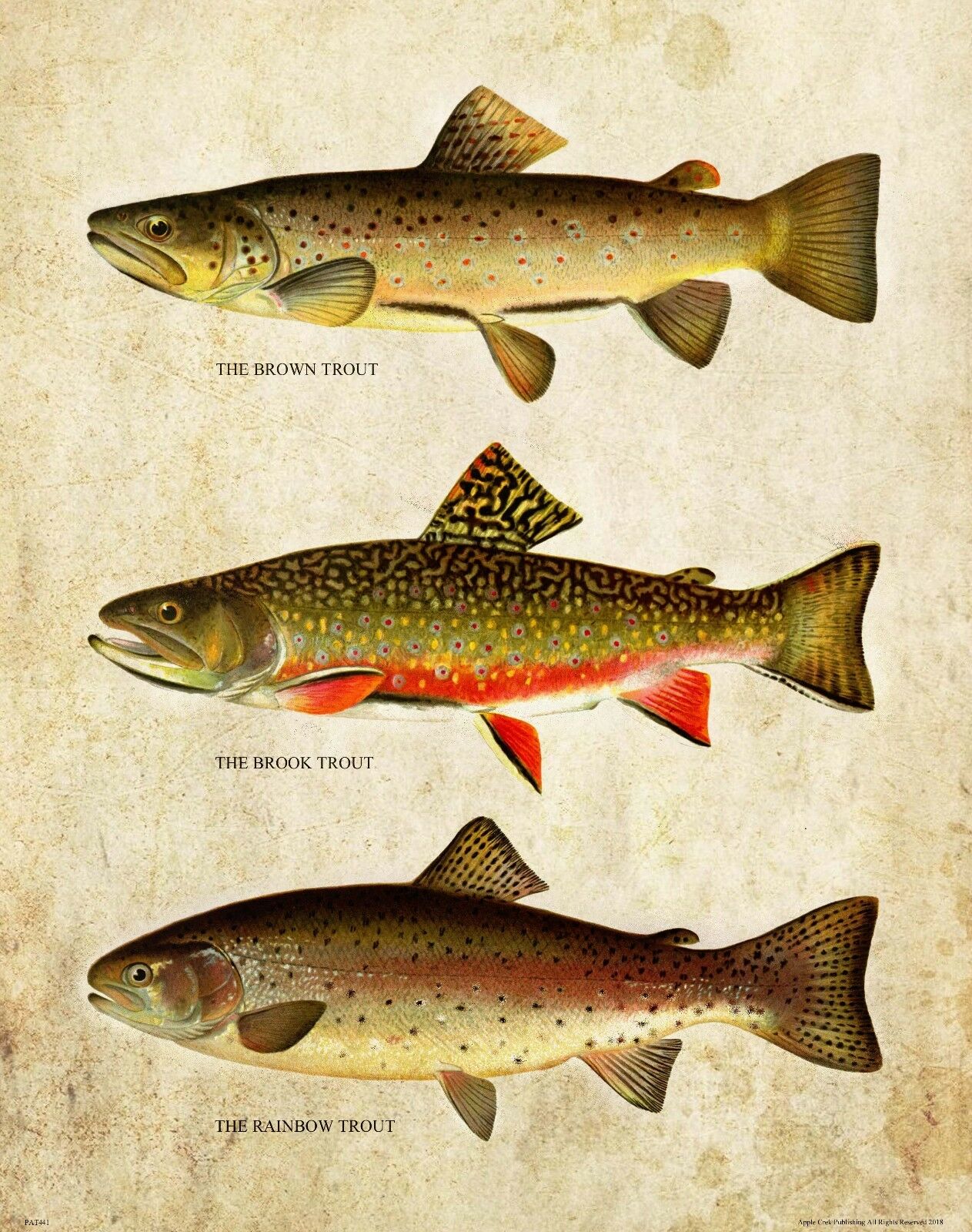 Vintage Trout Fly Fishing Art  - đánh giá và giá Aquarium Fish Poster
