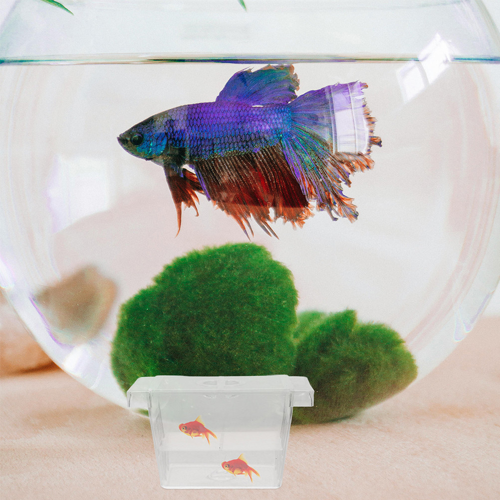 4Pcs Self-Floating Fish Fry In - đánh giá và giá Aquarium Fish Rate
