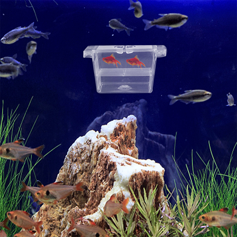 4Pcs Self-Floating Fish Fry In - đánh giá và giá Aquarium Fish Rate