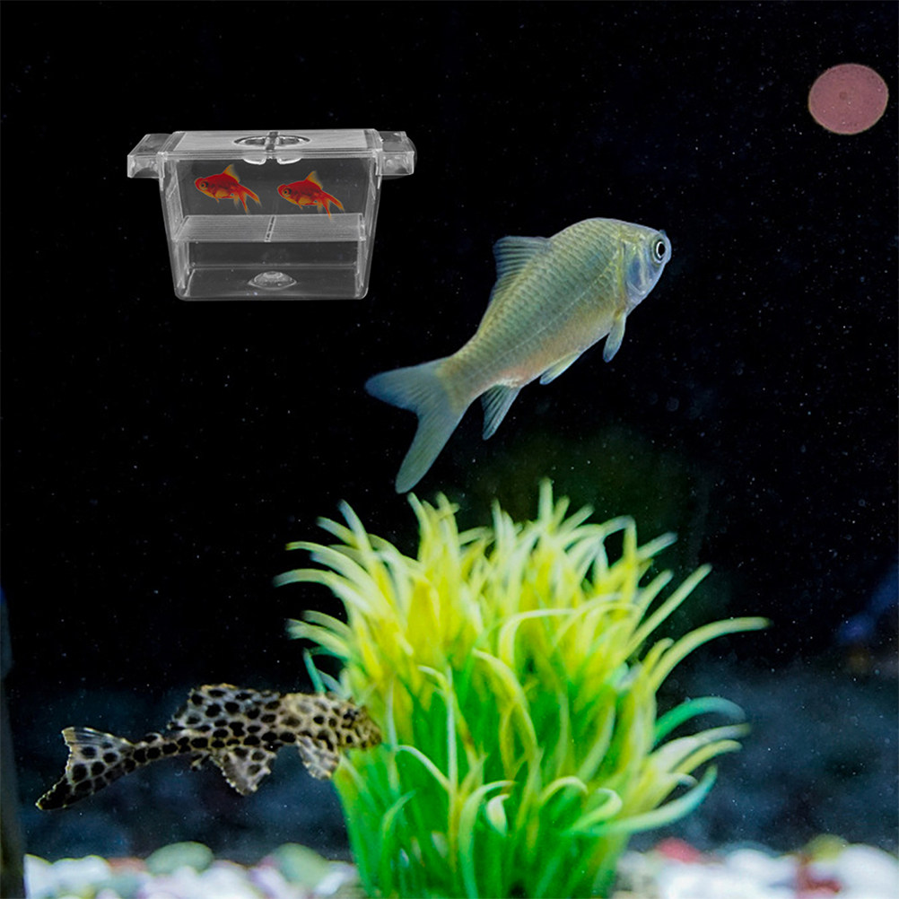 4Pcs Self-Floating Fish Fry In - đánh giá và giá Aquarium Fish Rate